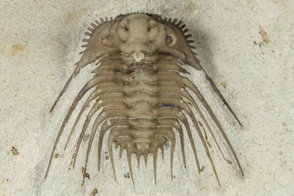 The Odontopleurid trilobite (Kettneraspis williamsi) from the Haragan Formation of Oklahoma showing the long spines typical of the order.